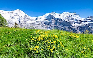 WEB CH big jungfrau b copy